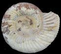 2 1/4" Perisphinctes Ammonites Fossils - Madagascar - Photo 3